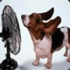 dashboard's Avatar